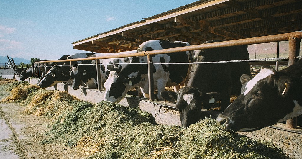 Feed   Supplement